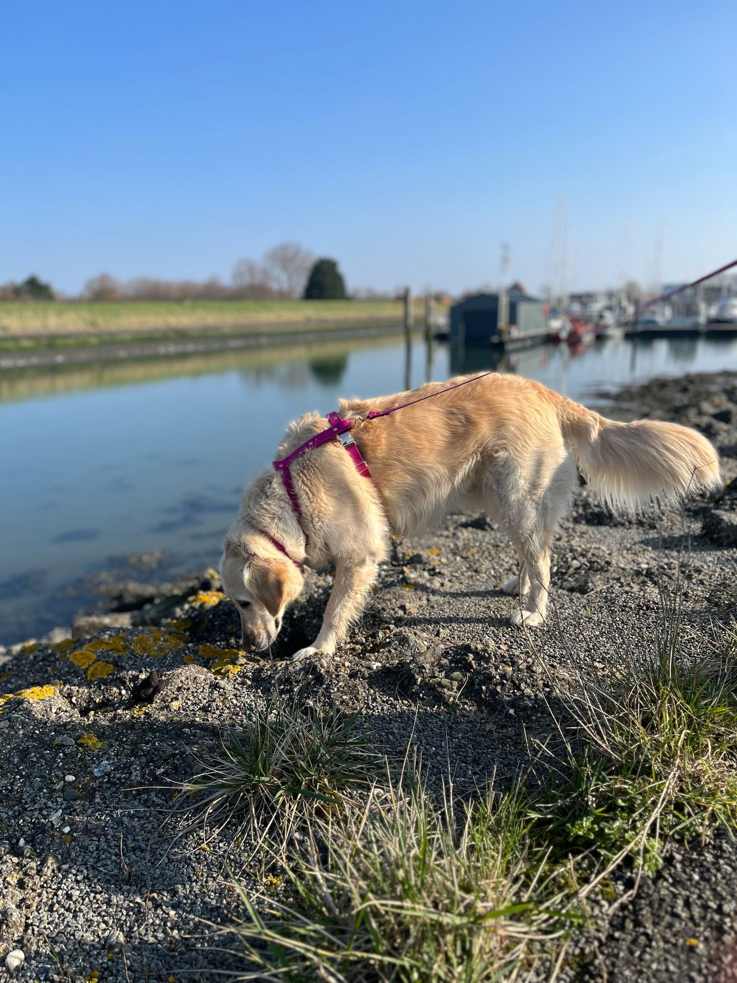 Harnais en biothane avocat