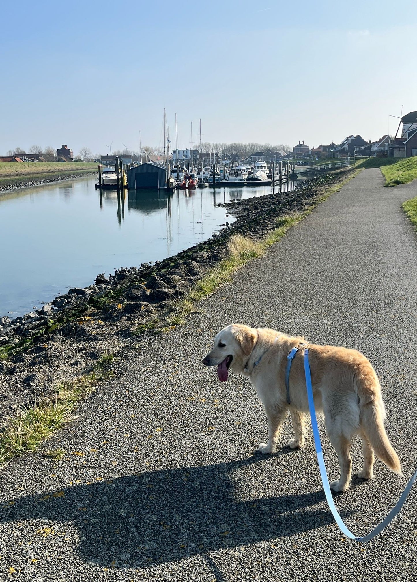 Laisse biothane Multi-positions blue