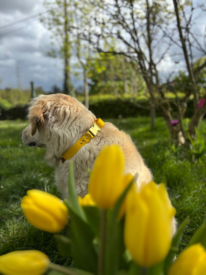 Collier biothane yellow