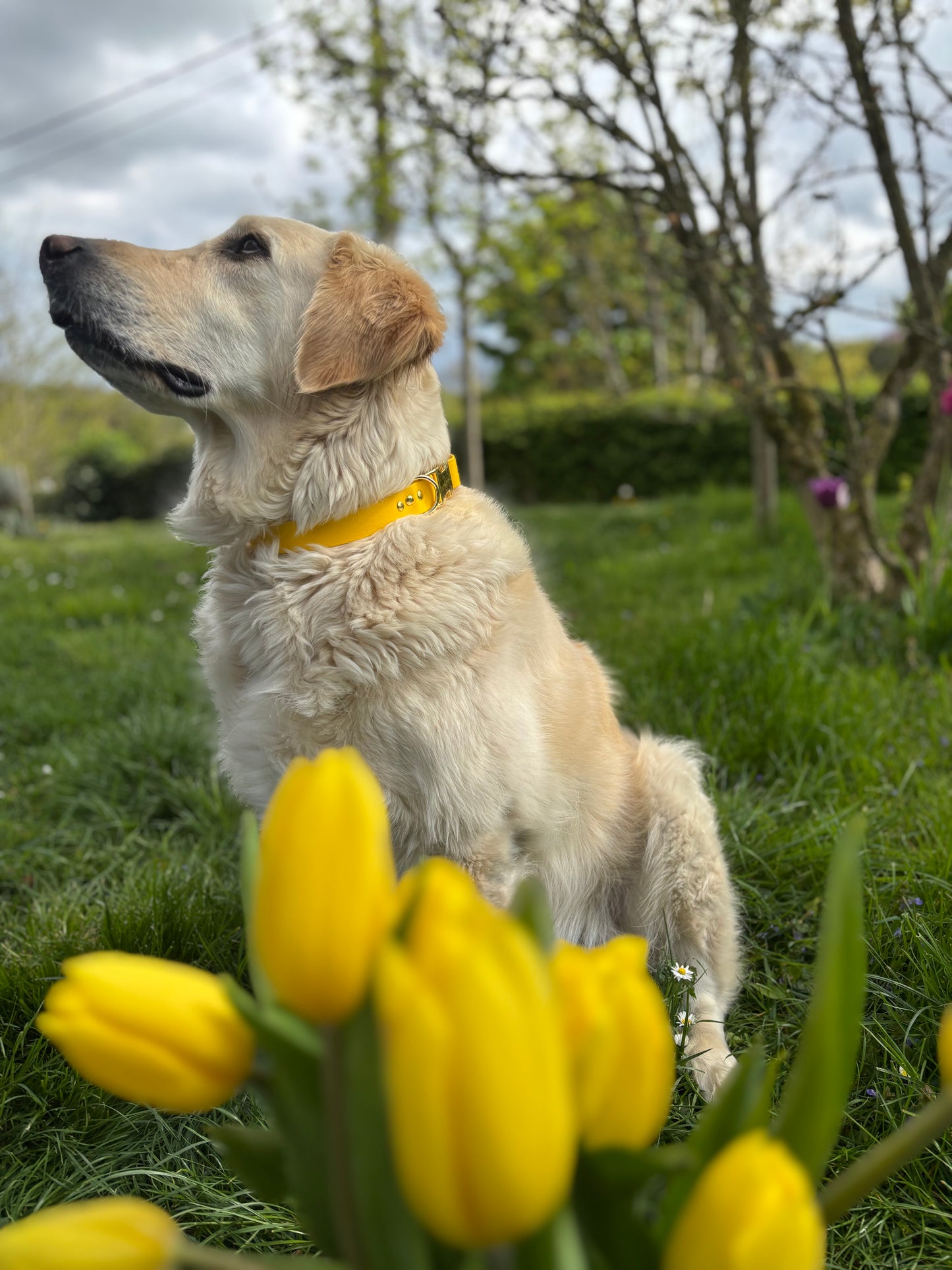 Collier biothane yellow