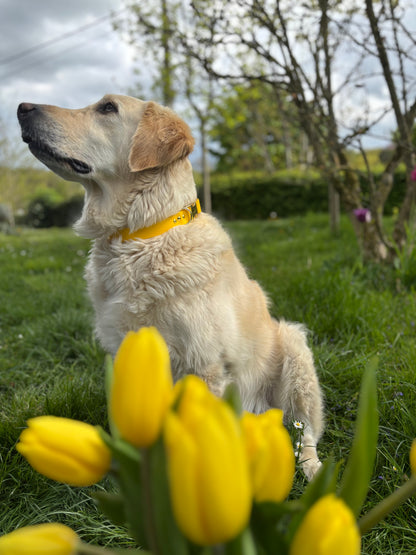 Collier biothane yellow