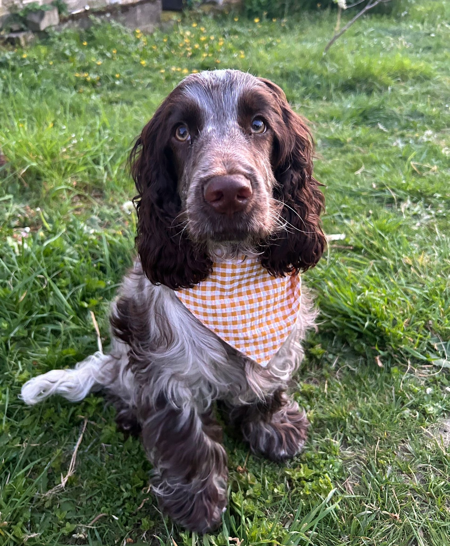 Bandana Vichy