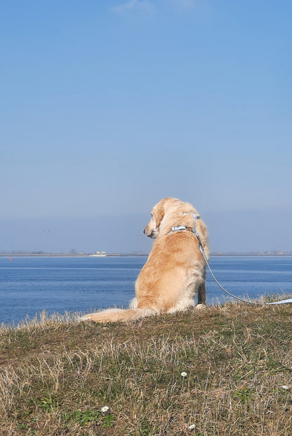 Harnais en biothane blue