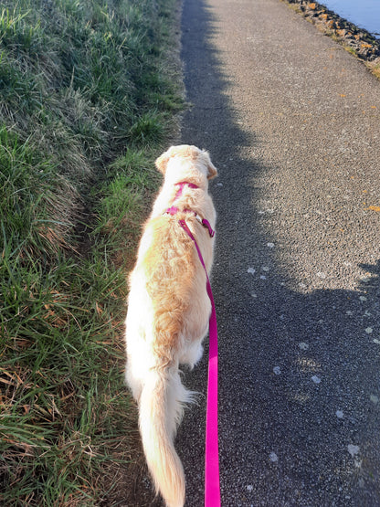 Harnais en biothane avocat