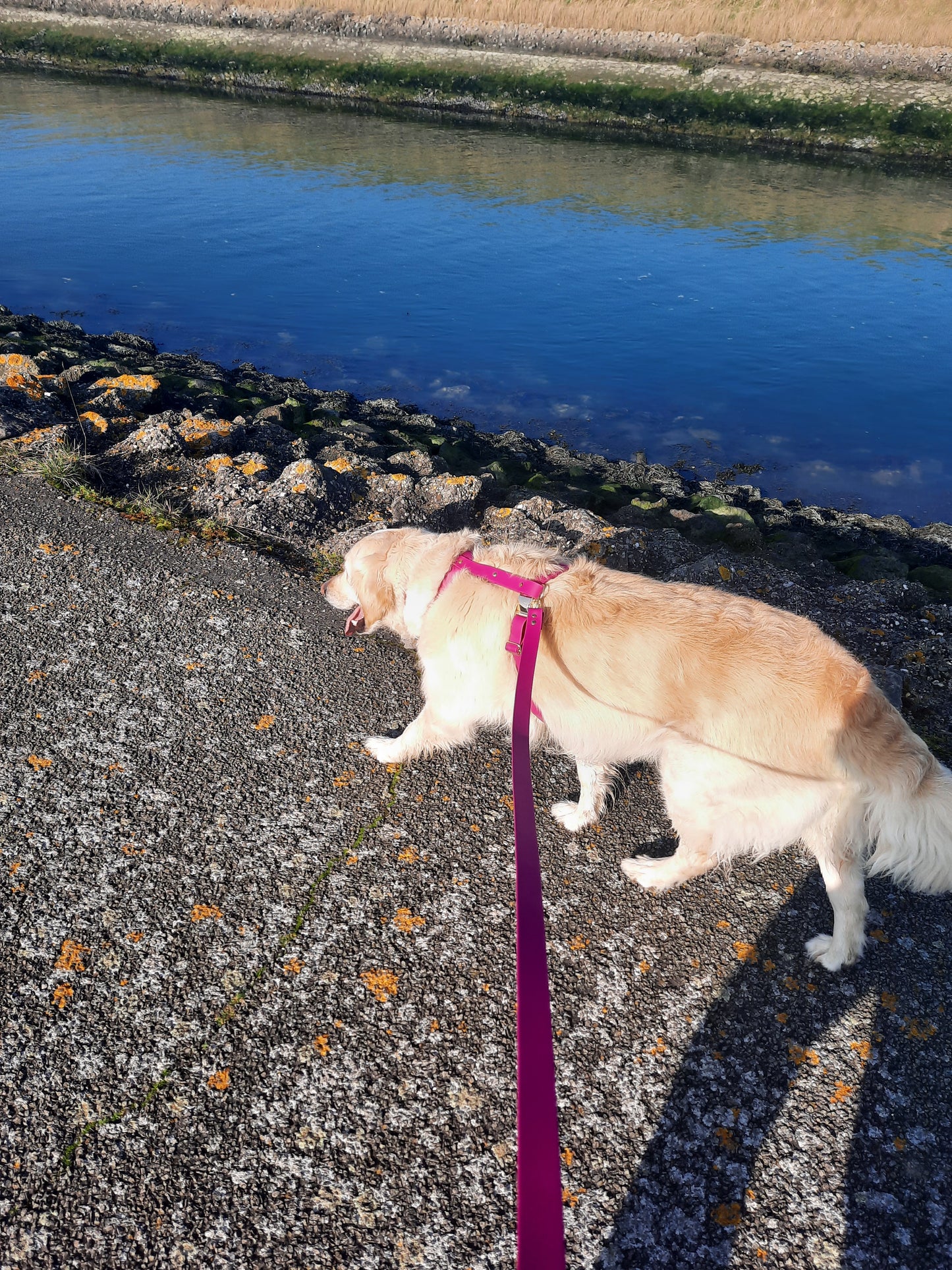 Harnais en biothane fushia