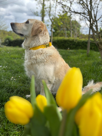 Collier biothane yellow