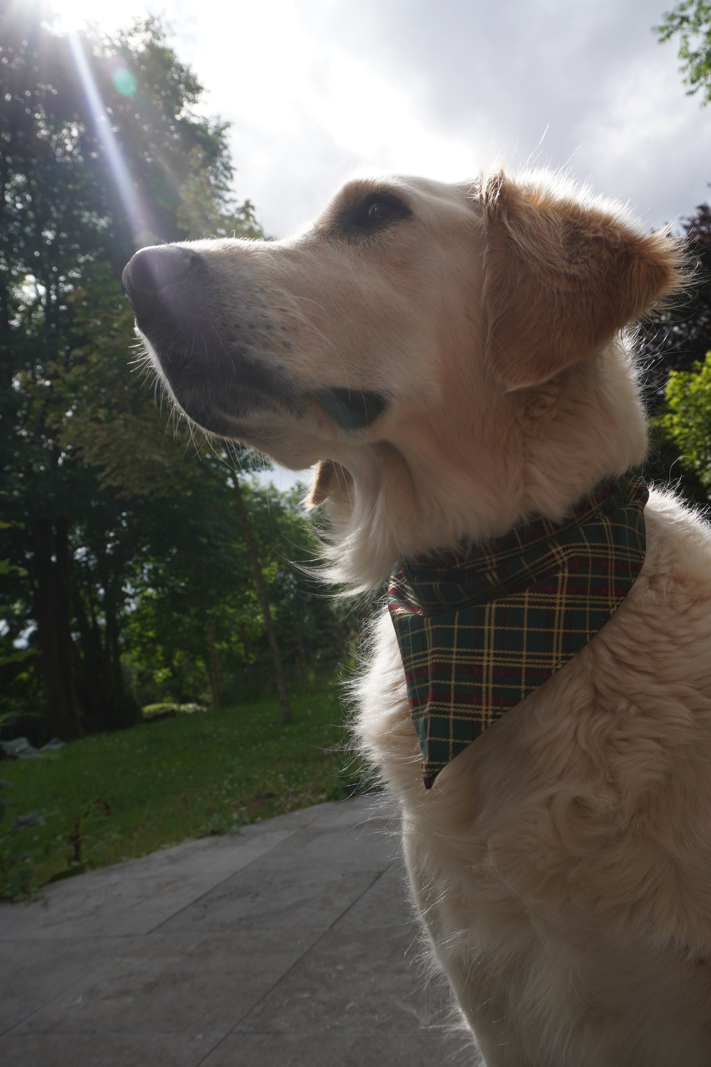 Bandana Tartan de Noël