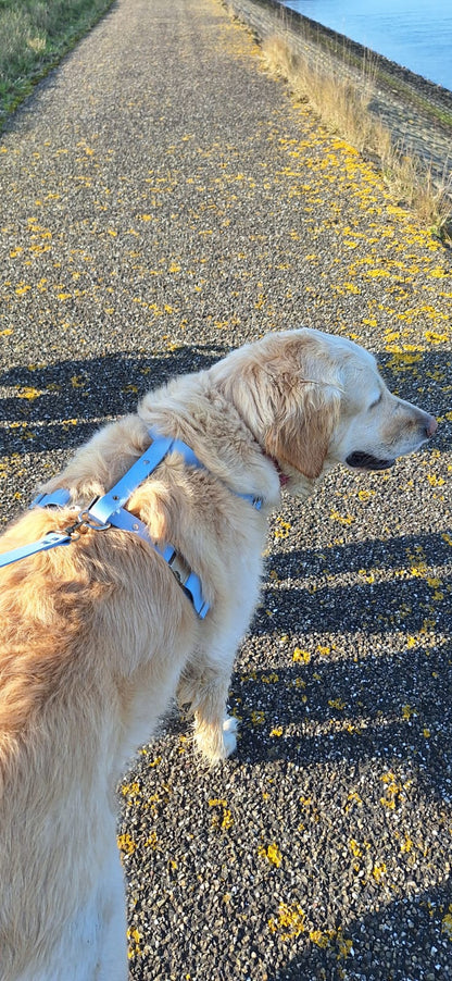 Harnais en biothane blue