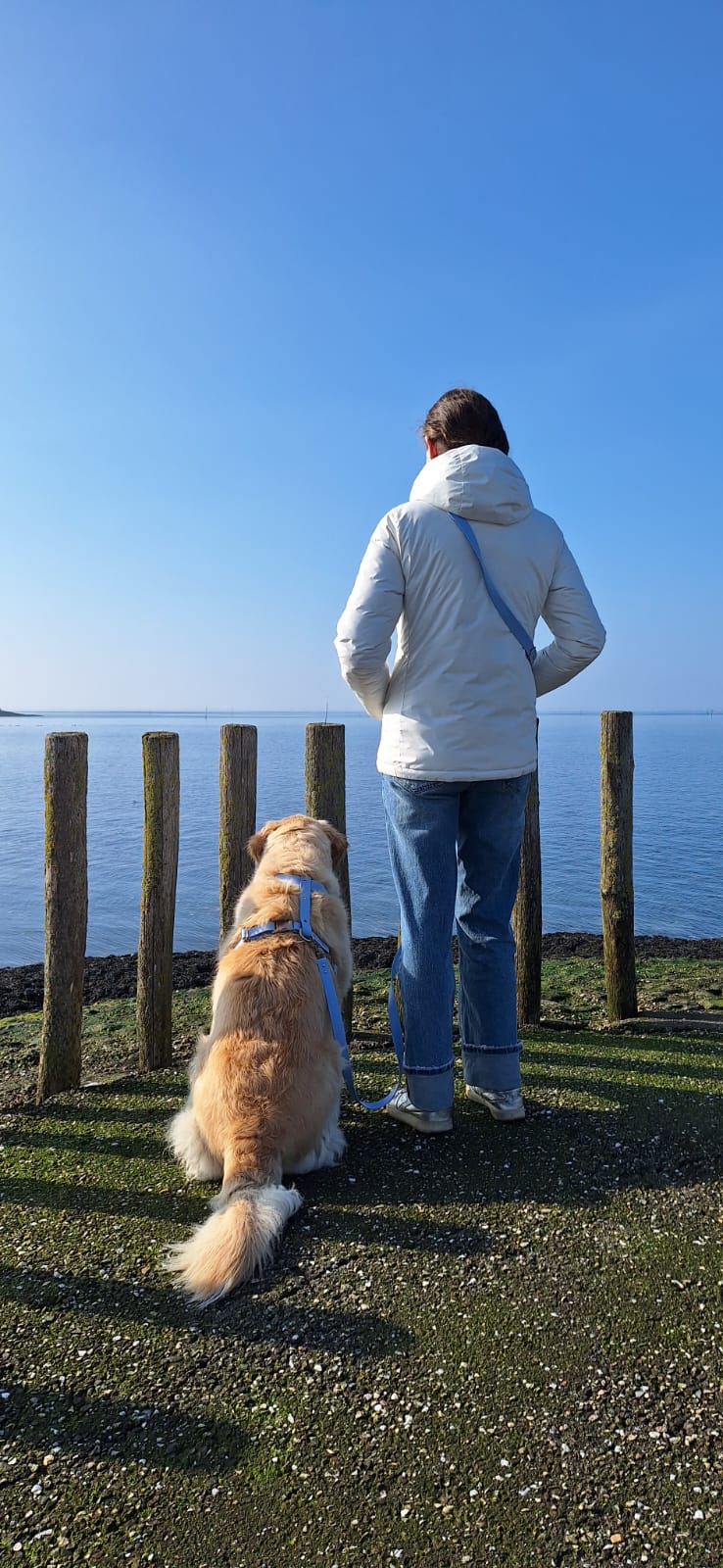 Harnais en biothane blue