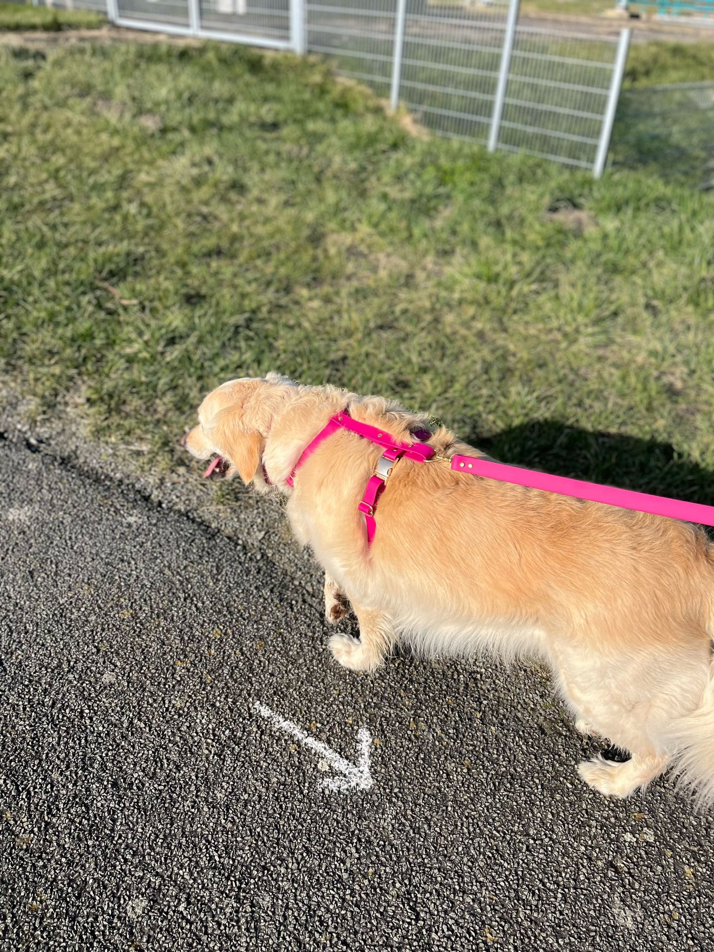 Harnais en biothane avocat