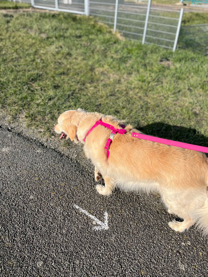 Harnais en biothane avocat