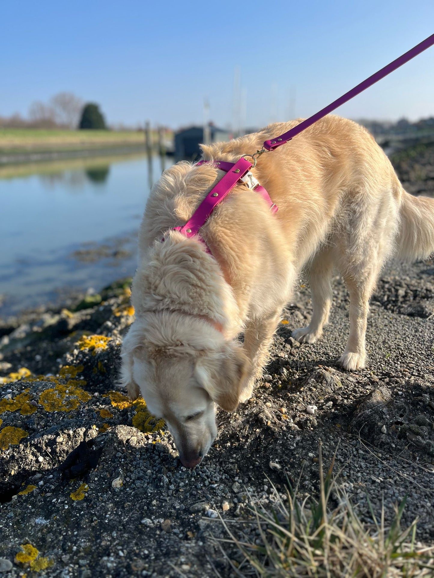 Harnais en biothane avocat