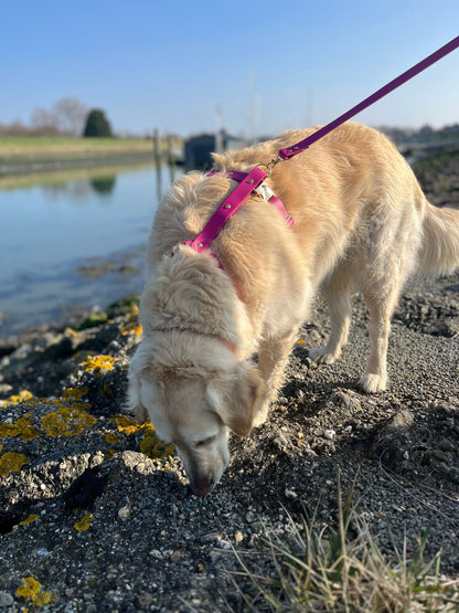 Harnais en biothane avocat