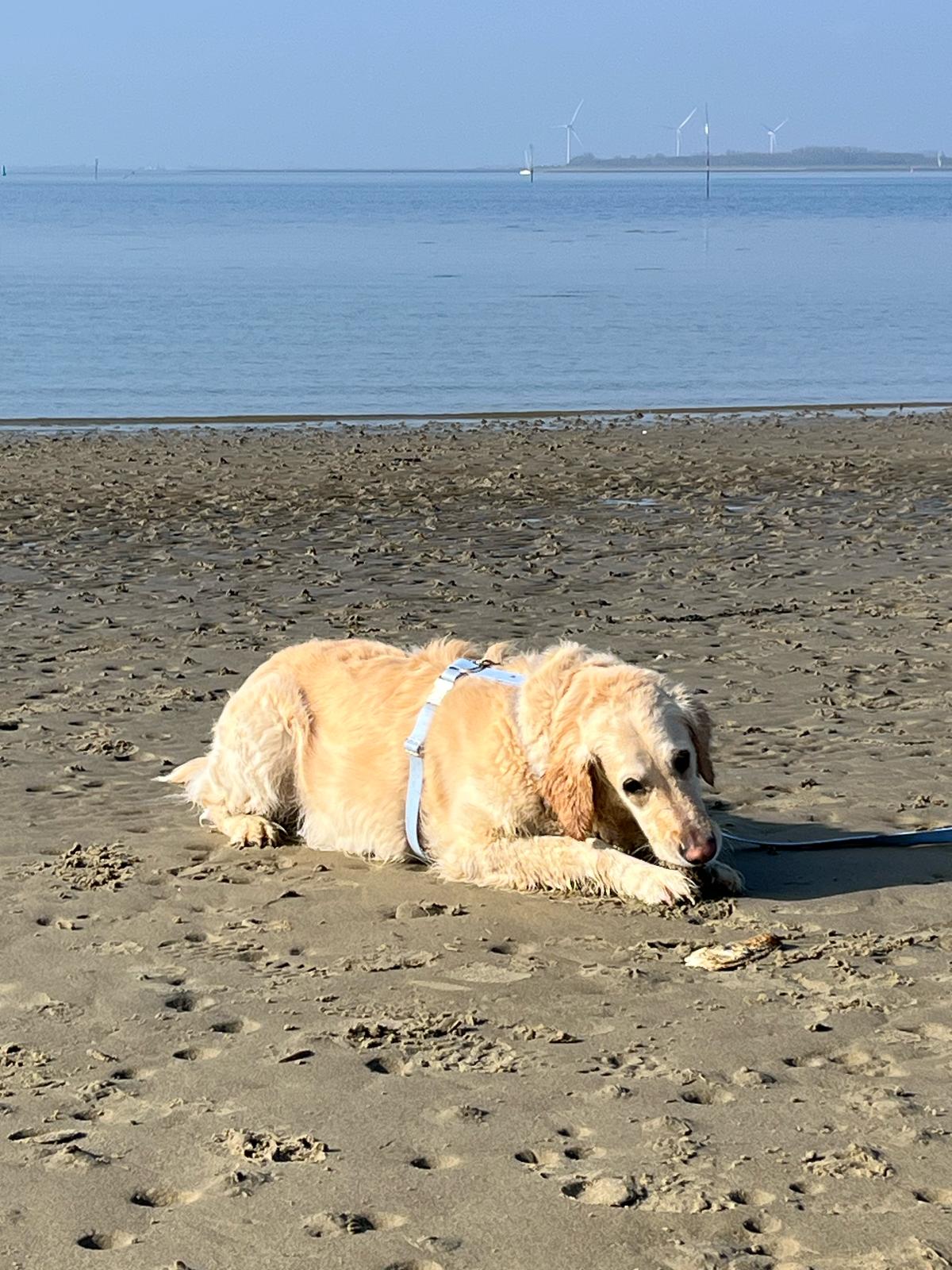 Harnais en biothane blue