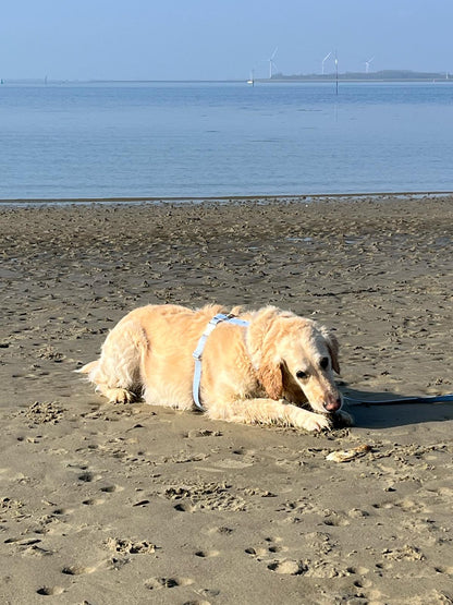 Harnais en biothane blue