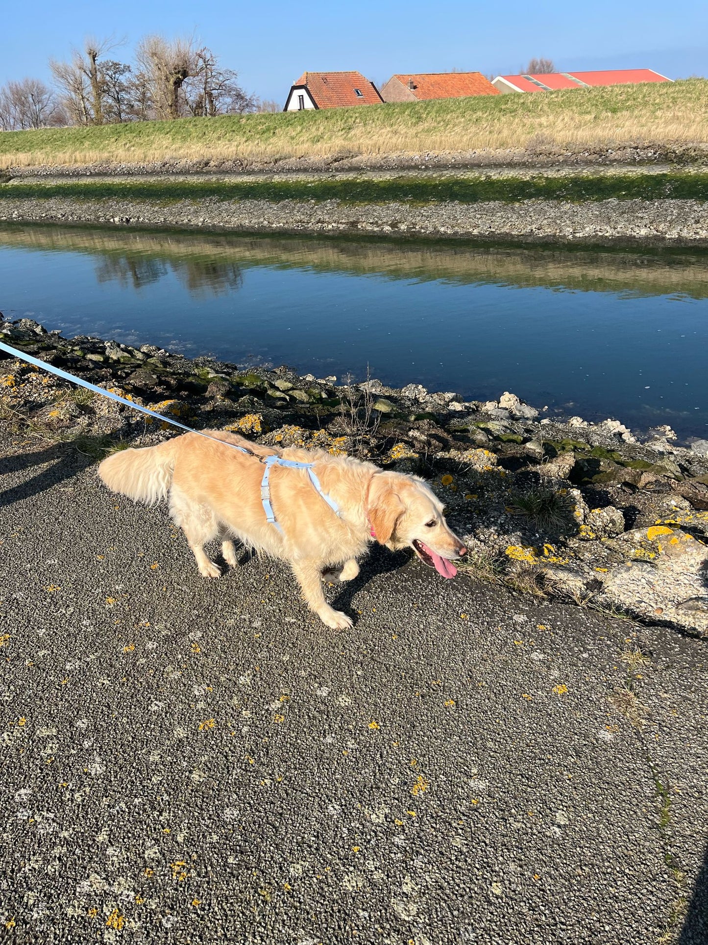 Harnais en biothane blue