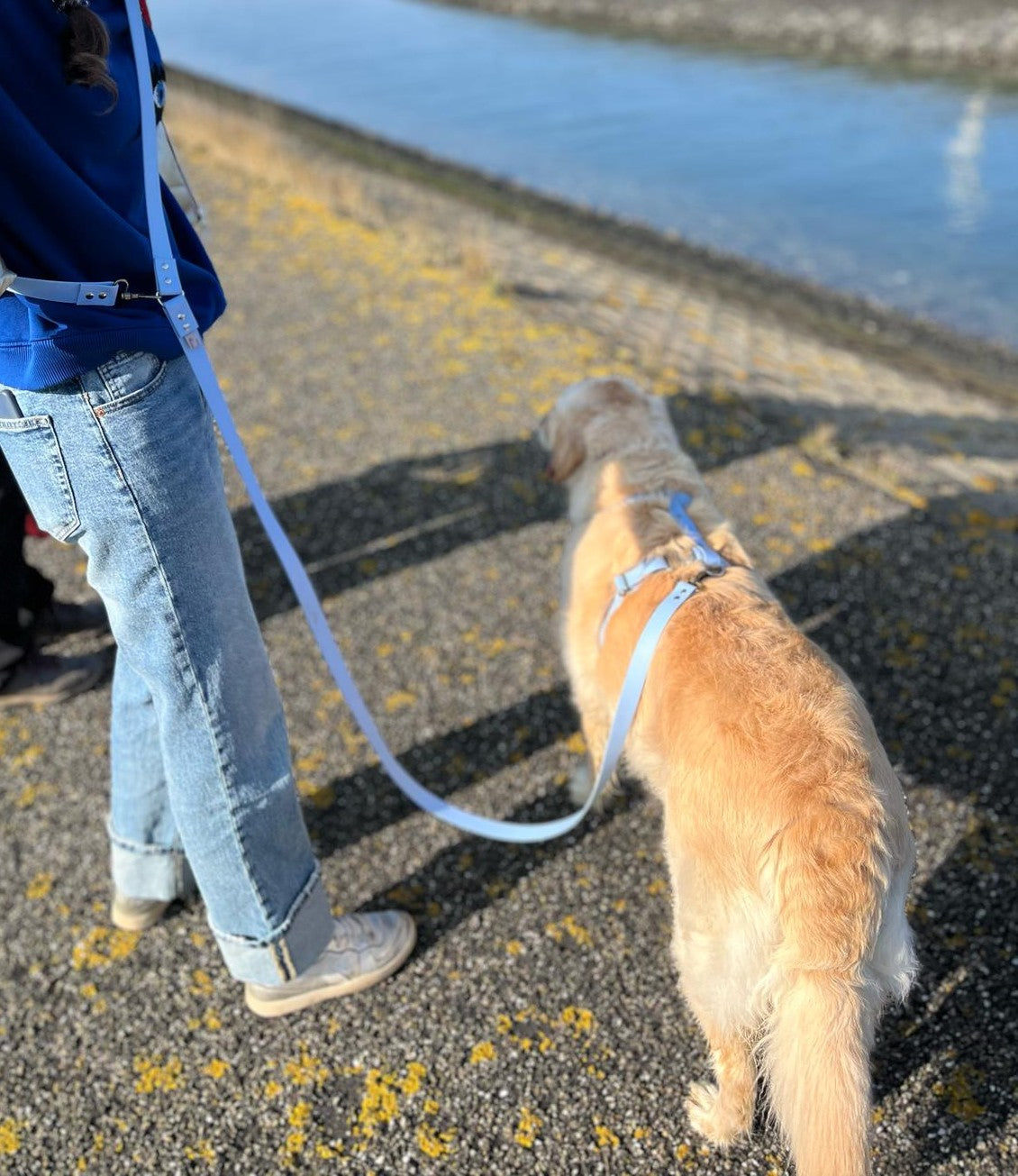 Harnais en biothane blue