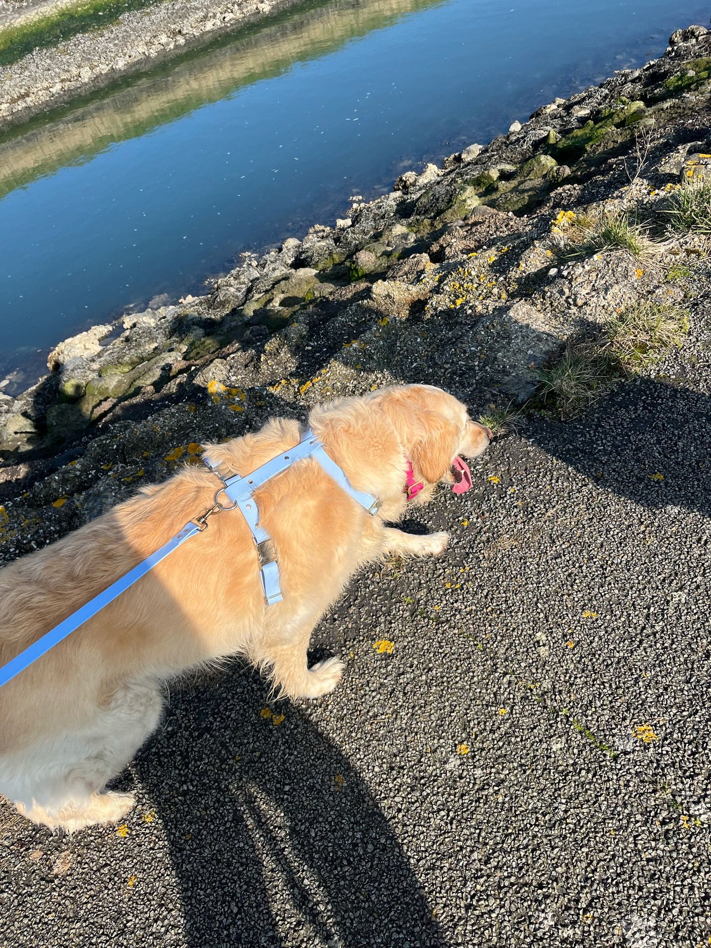 Harnais en biothane blue